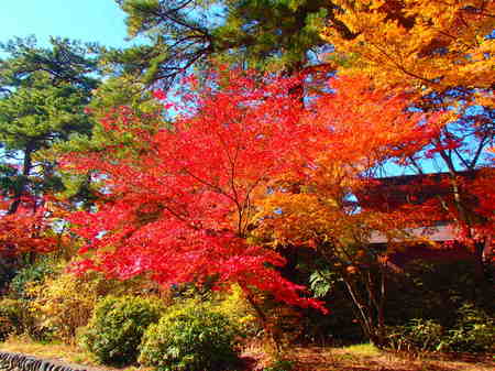 20131117(7).JPG